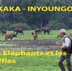 034 Titre Photos AKAKA Elephants et Buffles-01.jpg